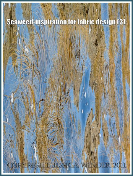 Floatinf seaweed: Thongweed floating in sea water at Winspit, Dorset, UK, on the Jurassic Coast World Heritage Site (3)