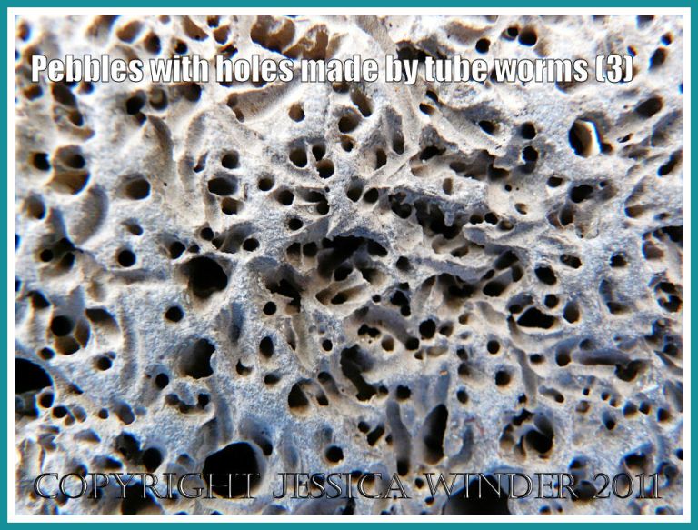 Close-up of pebble with holes: Detail of infestation damage caused by small marine bristle worms like Polydora ciliata (Johnston) in a pebble from the Jurassic Coast UK (3)