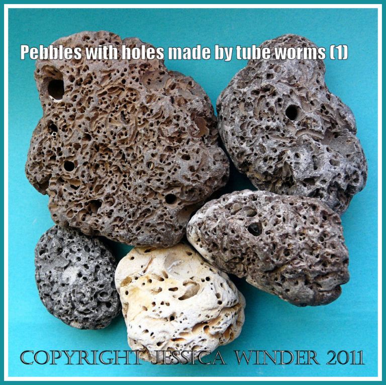 Pebbles with holes: An arrangement of sedimentary rock pebbles riddled with small holes and burrows made by marine polychaete worms such as Polydora ciliata (Johnston) (1)