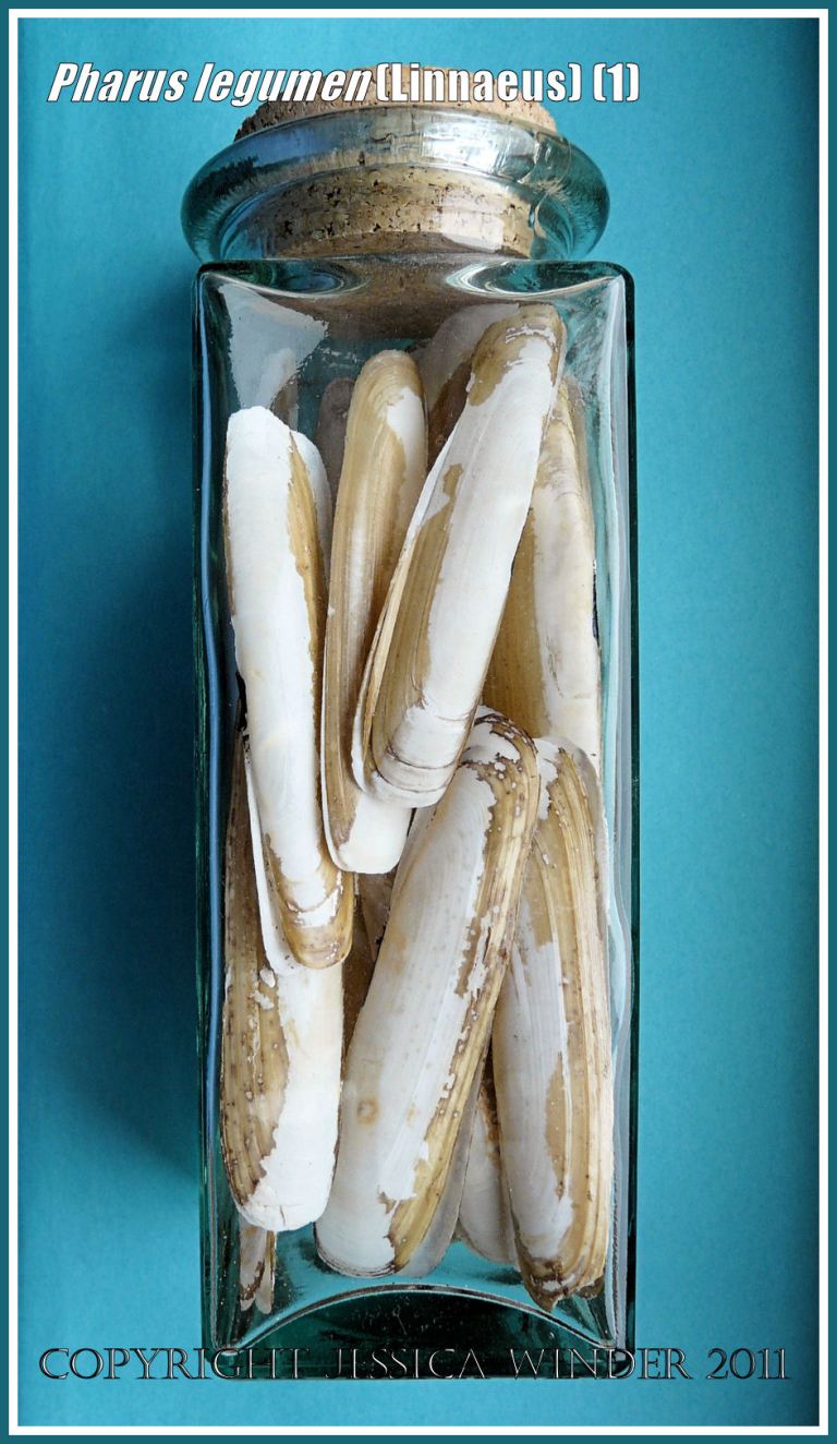 Pharus legumen (Linnaeus) shells: A collection of seashells, Pharus legumen (Linnaeus), in a glass jar (1)