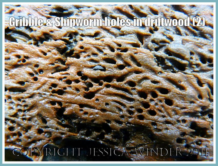 Gribble holes in driftwood: Detail of small holes and burrows made by marine isopod crustaceans called Gribbles, Limnoria lignorum (Rathke), in a piece of driftwood from the strandline at Rhossili Bay, Gower, South Wales (2)