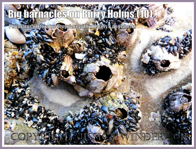 Barnacles with mussels on rocks: A group of large sessile barnacles, Perforatus perforatus Bruguiere, exposed at low tide on Carboniferous limestone cliffs at Burry Holms, Rhossili, Gower, West Glamorgan, UK (10)