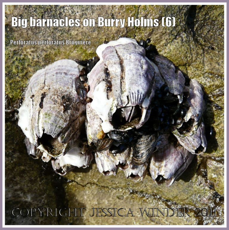 Barnacles on rocks: A cluster of living specimens of the large sessile barnacle, Perforatus perforatus Bruguiere, attached to rocks at Burry Holms, Rhossili, Gower, West Glamorgan, UK (6)