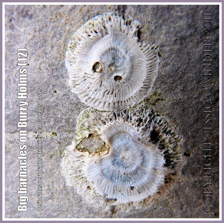 Radiating and concentric growth lines in barnacle 'scars' or bases: Perforated calcareous bases of the British acorn barnacle Perforatus perforatus Bruguiere on rocks at Burry Holms, Rhossili, Gower, South Wales UK (12)