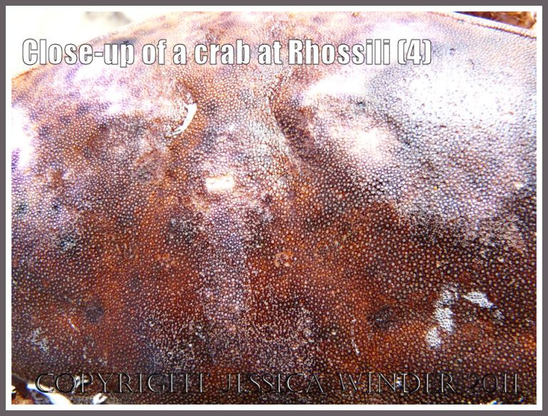 Crab shell texture: A close-up of the pink carapace or shell of a Common Edible Crab, Cancer pagurus L., found on the beach at Rhossili, Gower, West Glamorgan, UK (4)