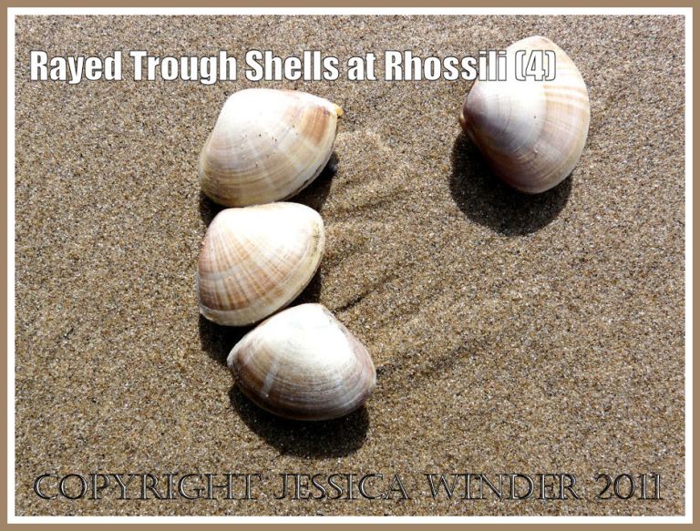 Mactra stultorum (l.): A group of four Rayed Trough Shells (Mactra stultorum (L) washed up together on the wet sand at Rhossili Bay, Gower, West Glamorgan, UK (4)