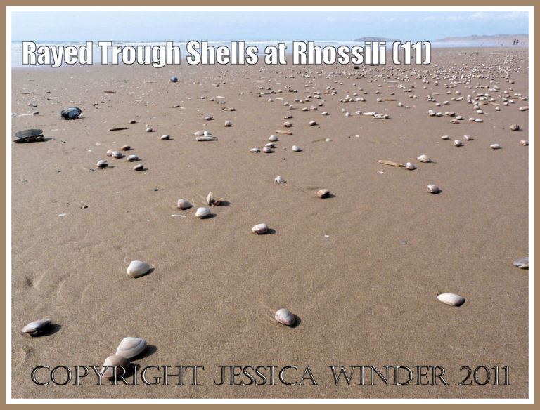 Sandy beach strandline with seashells: Thousands of Rayed Trough Shells (Mactra stultorum (L) scattered across the wet sandy strandline at Rhossili Bay, Gower, West Glamorgan, UK (11)