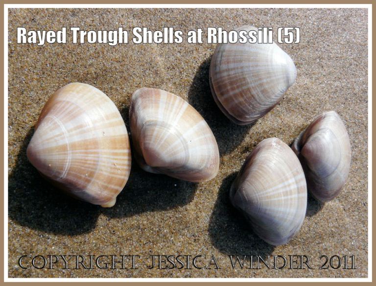 Five seashells: A group of five Rayed Trough Shells (Mactra stultorum (L) washed up together on the wet sand at Rhossili Bay, Gower, West Glamorgan, UK (5)