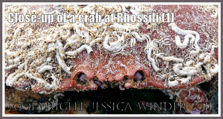 Crab close-up: Shell of a Common Edible Crab, Cancer pagurus L., covered with calcareous worm tubes on the beach at Rhossili, Gower, West Glamorgan, UK (1)