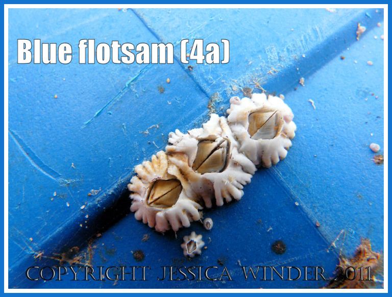 P1380255aBlog4a Close-up detail showing acorn barnacles attached to a blue plastic container washed ashore as flotsam on the sandy beach at Rhossili Bay, Gower, South Wales, UK (4a) Blue flotsam: Close-up detail showing acorn barnacles attached to a blue plastic container washed ashore as flotsam on the sandy beach at Rhossili Bay, Gower, South Wales, UK (4a)