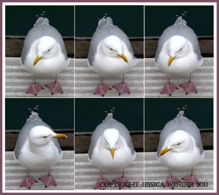 Seagull on the lookout for food - sitting on a harbour pontoon at the seaside in Weymouth, Dorset.