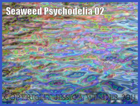 Digital abstract image of floating seaweed: A psychodelic representation of seaweed floating on gently undulating waves - a digitally altered photograph (2)