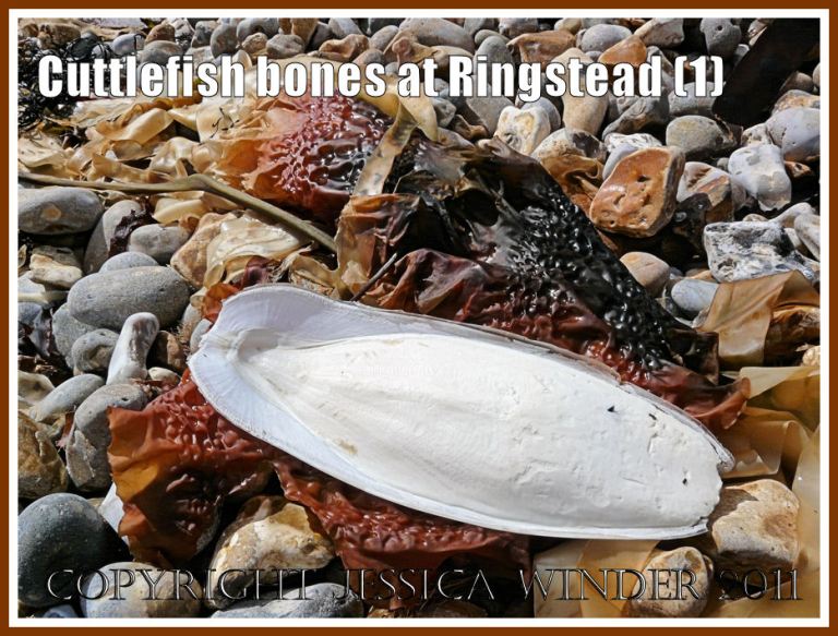 P1000041aBlog1 Cuttlebone on the strandline at Ringstead Bay, Dorset, UK - part of the Jurassic Coast (1) Cuttlefish bone on the beach: Cuttlebone on the strandline at Ringstead Bay, Dorset, UK - part of the Jurassic Coast (1)
