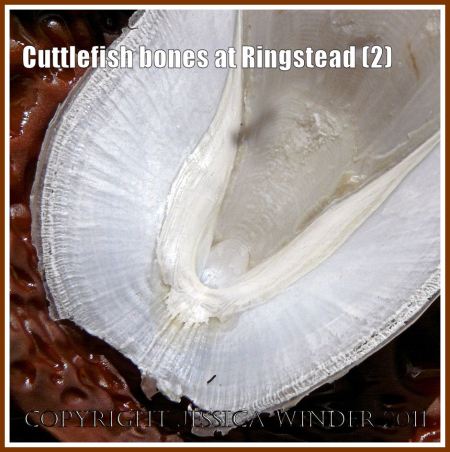 P1000043bBlog2 Close-up detail of cuttlebone on the strandline at Ringstead Bay, Dorset, UK - part of the Jurassic Coast (2) Cuttlebone close-up: Close-up detail of cuttlebone on the strandline at Ringstead Bay, Dorset, UK - part of the Jurassic Coast (2)