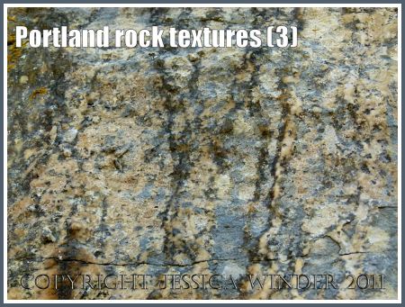 Portland rock textures: Rock texture from the Isle of Portland, Dorset, UK, on the Jurassic Coast World Heritage Site (3)