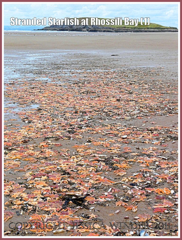 Starfish at Rhossili Bay: Stranded starfish near Burry Holms at Rhossili, Gower, South Wales, U.K. 15th August 2008 (1)
