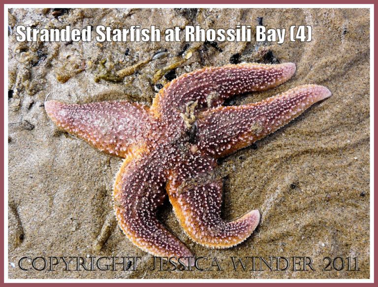 Stranded Common Starfish (Asterias rubens Linnaeus) near Burry Holms at Rhossili, Gower, South Wales, U.K. 15th August 2008 (4)