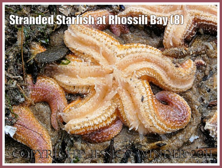 Upside-down stranded Common Starfish (Asteria rubens Linnaeus) still clinging to life near Burry Holms at Rhossili, Gower, South Wales, U.K. 15th August 2008, showing extended tube feet (8)