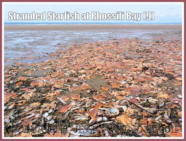 A multi-coloured carpet of stranded starfish (Asterias rubens Linnaeus) on the sandy strandline near Burry Holms at Rhossili, Gower, South Wales, U.K. 15th August 2008 (9) 