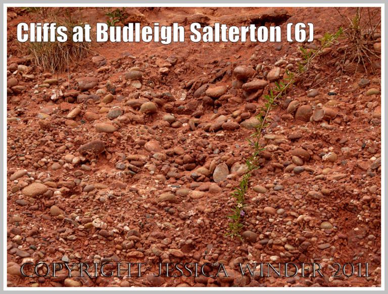 Detail of Budleigh Salterton pebble Beds: Pebble Beds in the cliff at Budleigh Salterton, Devon, U.K. on the Jurassic Coast World Heritage Site, close-up showing the quartzite pebbles and sub-angular stone fragments within the Triassic Bunter Sandstone matrix (6)