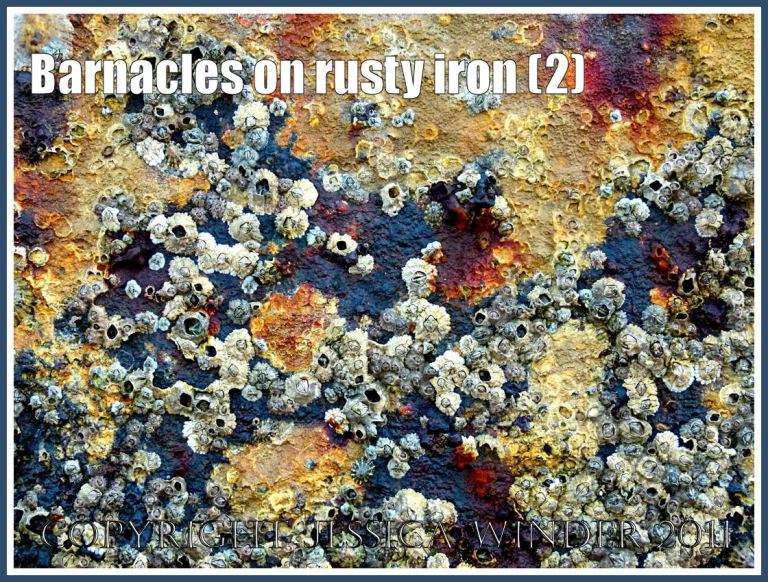 Barnacles growing on the rusty iron of a British seaside pier (2)