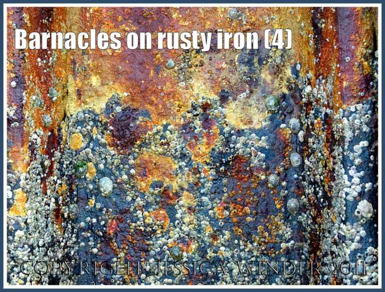 Seashore creatures picture: Barnacles growing on the rusty iron of a British seaside pier (4)