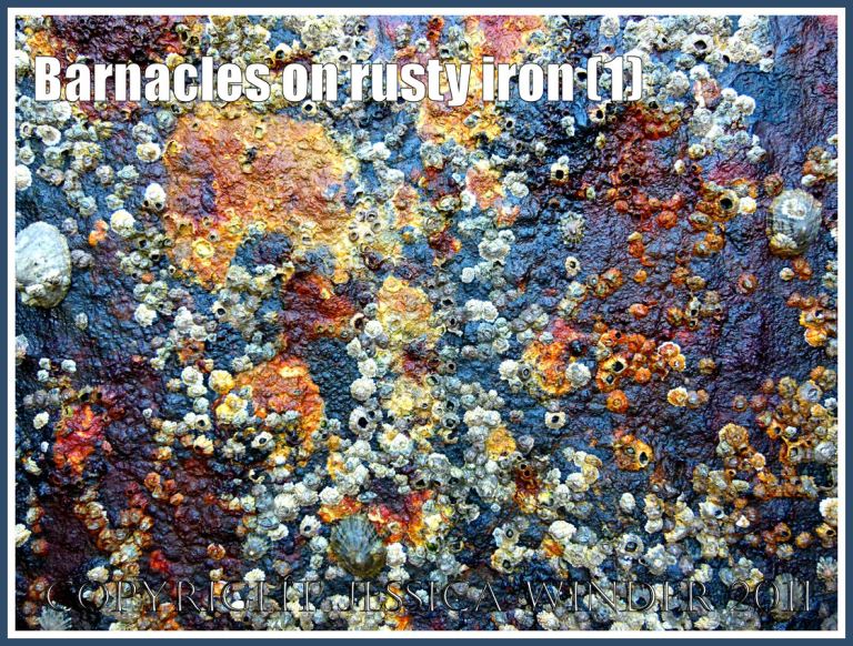 Barnacles growing on the rusty iron of a British seaside pier (1)