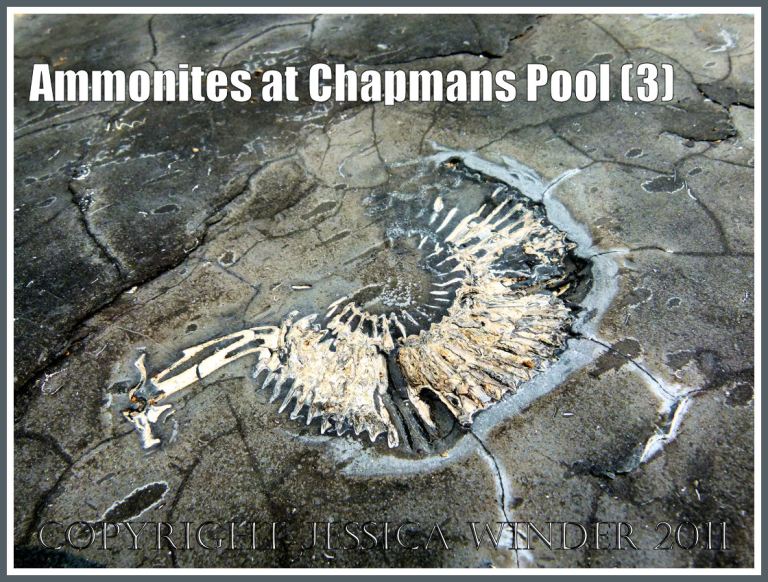 Dorset ammonite: Pavlovia rotunda ammonite fossil in situ in the Rotunda Shales of the Kimmeridge Clay Series of Jurassic rock strata, exposed on the flat beds of rock beneath the shingle at Chapmans Pool. Dorset, UK, on the Jurassic Coast World Heritage Site (3)