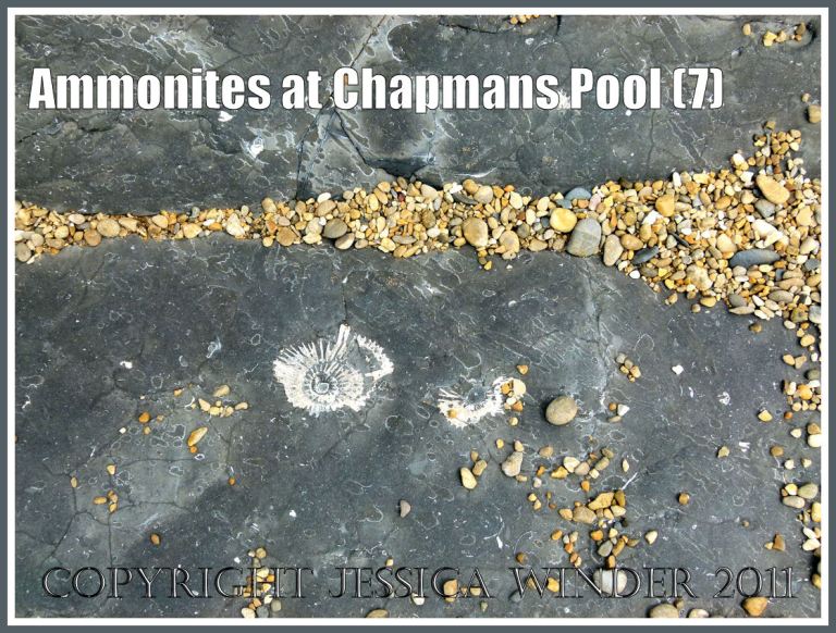 Small ammonite fossils on the beach at Chapmans Pool: Pavlovia rotunda ammonite fossil in situ in the Rotunda Shales of the Kimmeridge Clay Series of Jurassic rock strata, compressed fossils found on flat bed of shale extending seawards from the base of the cliff, at Chapmans Pool, Dorset, UK, on the Jurassic Coast World Heritage Site (7)