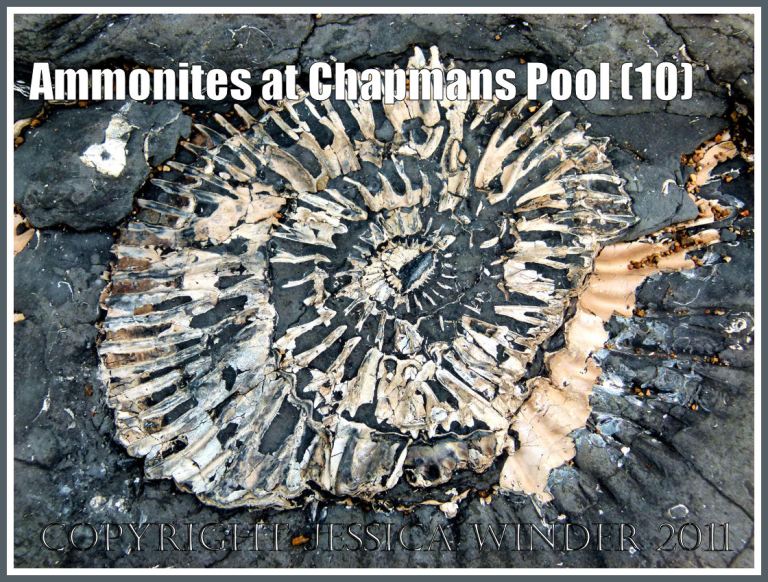Ammonite fossil at Chapmans Pool: Compressed fossil ammonite, Pavlovia rotunda, in situ in the Rotunda Shales of the Kimmeridge Clay Series of Jurassic rock strata, found on flat bed of shale extending seawards from the base of the cliff, at Chapmans Pool, Dorset, UK, on the Jurassic Coast World Heritage Site (10)
