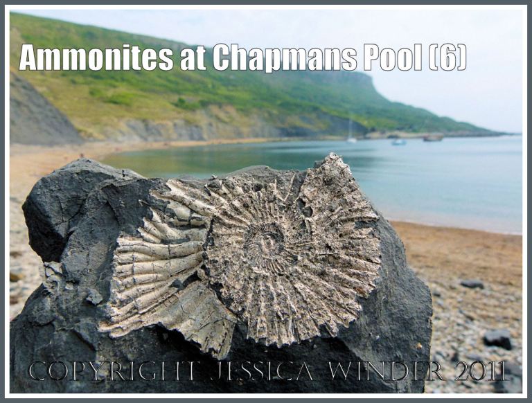 Chapmans Pool fossil: Pavlovia rotunda ammonite fossil in situ in the Rotunda Shales of the Kimmeridge Clay Series of Jurassic rock strata, compressed fossil found on a piece of shale in a pile of scree at the base of the cliff, at Chapmans Pool, Dorset, UK, on the Jurassic Coast World Heritage Site (6)