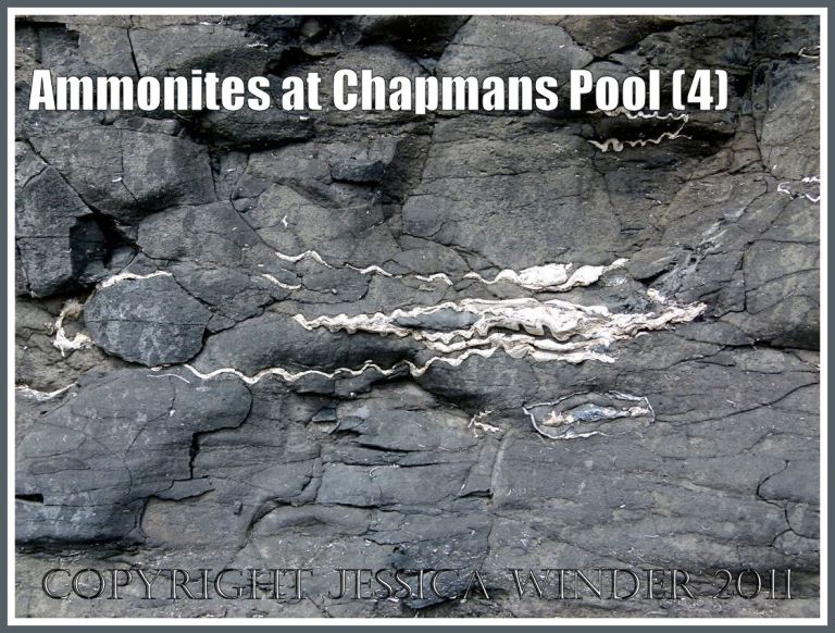 Fossil ammonite cross-section: Pavlovia rotunda ammonite fossil in situ in the Rotunda Shales of the Kimmeridge Clay Series of Jurassic rock strata, exposed in cross-section within the vertical cliff-face at Chapmans Pool. Dorset, UK, on the Jurassic Coast World Heritage Site (4)