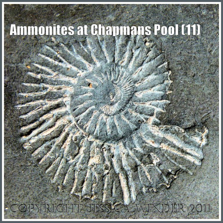 Jurassic Coast fossil ammonite: Compressed fossil ammonite, Pavlovia rotunda, in situ in the Rotunda Shales of the Kimmeridge Clay Series of Jurassic rock strata, found on flat bed of shale extending seawards from the base of the cliff, at Chapmans Pool, Dorset, UK, on the Jurassic Coast World Heritage Site (11)