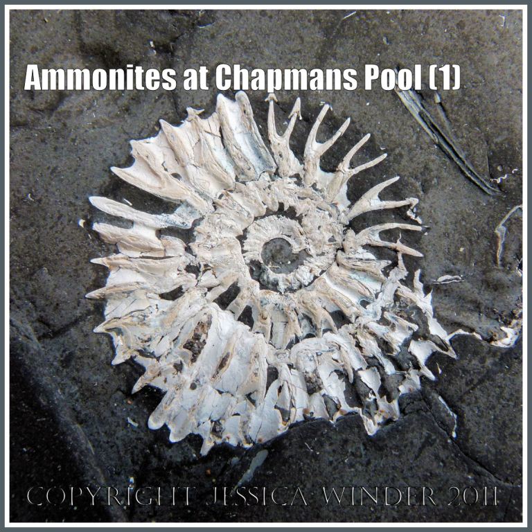 Ammonite fossil: Pavlovia rotunda ammonite fossil in situ in the Rotunda Shales of the Kimmeridge Clay Series of Jurassic rock strata, exposed on the flat beds of rock beneath the shingle at Chapmans Pool. Dorset, UK, on the Jurassic Coast World Heritage Site (1)