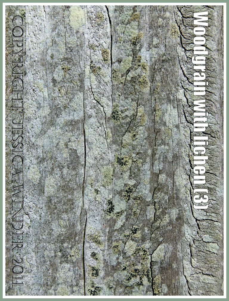 Botanical abstract pattern: Woodgrain pattern and texture enhanced by the delicate colours of encrusting lichens on a fence post exposed to salty sea breezes at Ringstead Bay, Dorset, U.K. on the Jurassic Coast (3)