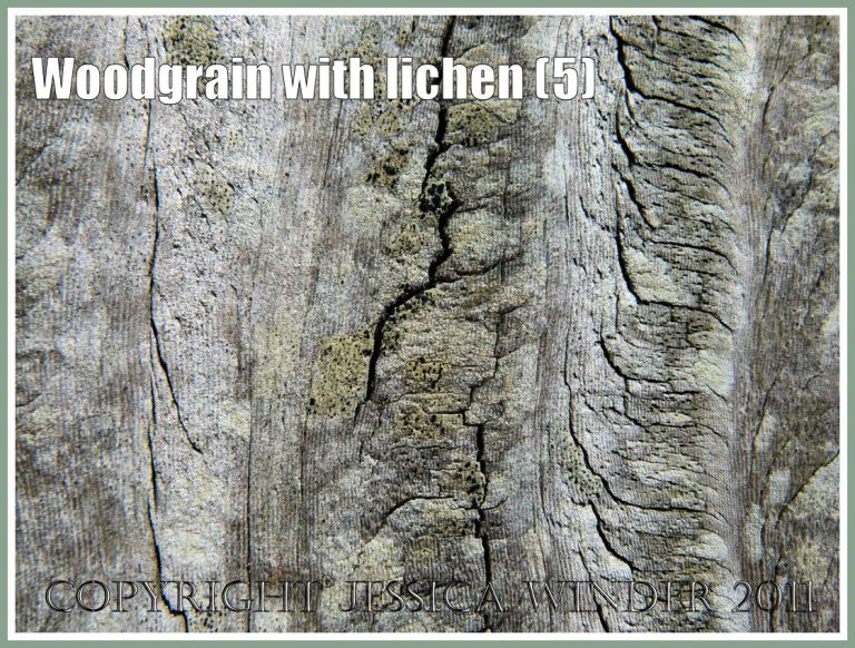 Lichens on woodgrain: Woodgrain pattern and texture enhanced by the delicate colours of encrusting lichens on a fence post exposed to salty sea breezes at Ringstead Bay, Dorset, U.K. on the Jurassic Coast (5)