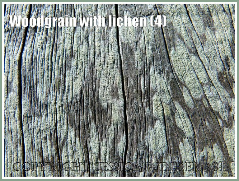 Natural abstract patterns: Woodgrain pattern and texture enhanced by the delicate colours of encrusting lichens on a fence post exposed to salty sea breezes at Ringstead Bay, Dorset, U.K. on the Jurassic Coast (4)
