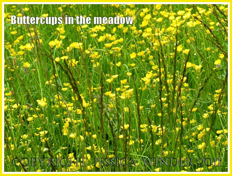 Yellow Buttercups flowering profusely in a Dorset meadow