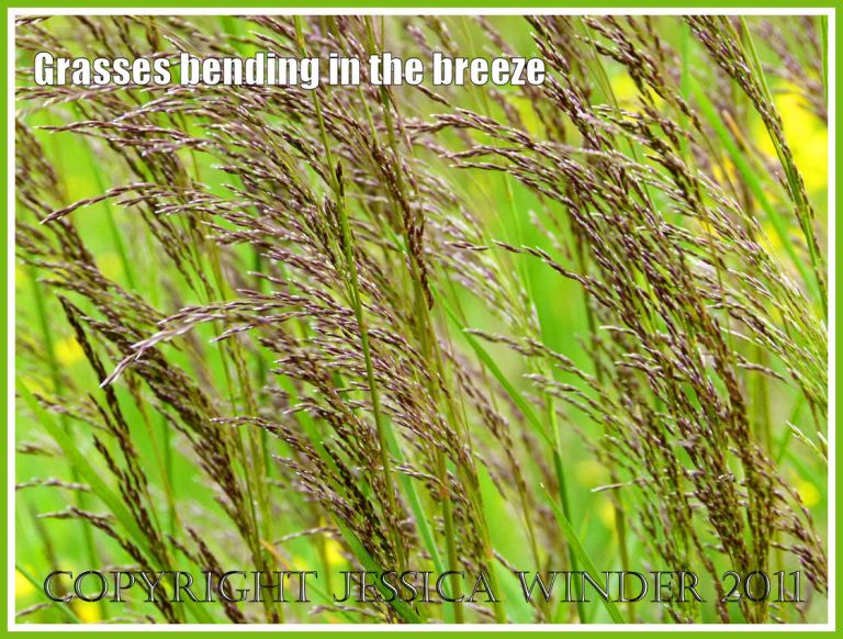 Purple-headed grasses curved by the breeze in a Dorset meadow.
