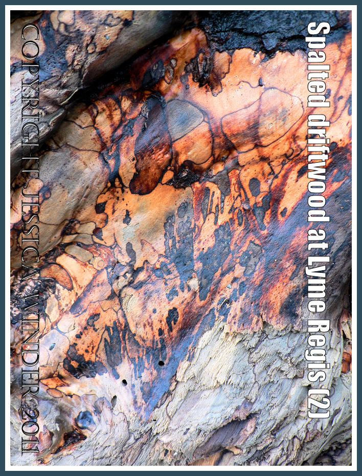 Natural botanical abstract patterns: Spalting pattern on driftwood from Lyme Regis, Dorset, UK - part of the Jurassic Coast (2)