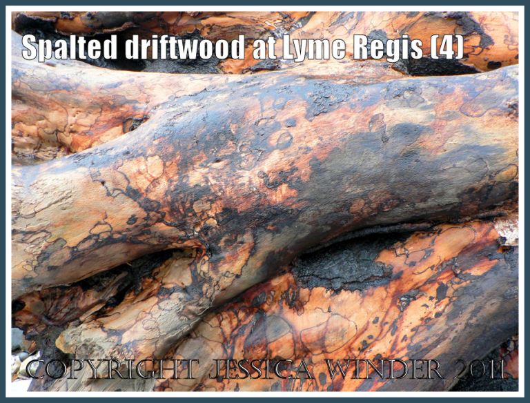 Patterns in nature: Spalting pattern on driftwood from Lyme Regis, Dorset, UK - part of the Jurassic Coast (4)