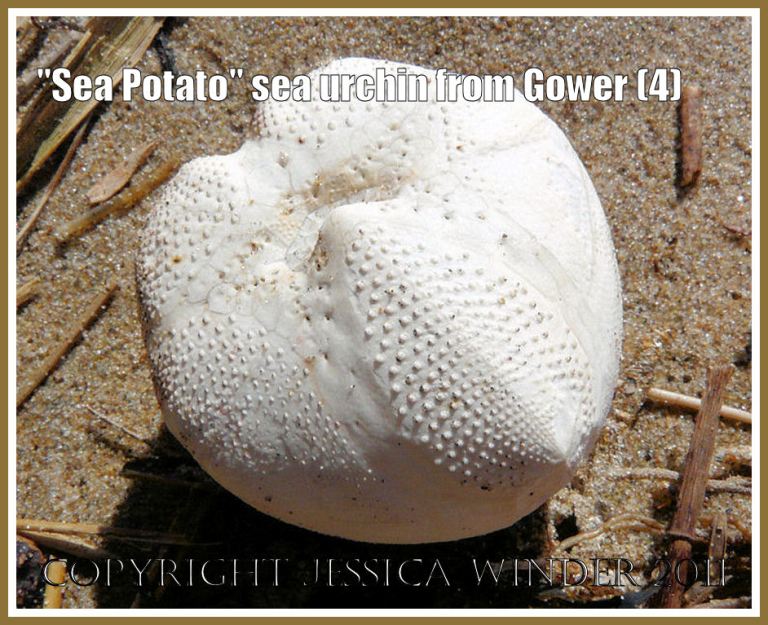 Sea urchin shell lower surface without spines: The Heart Urchin known as the Sea Potato, Echinocardium cordatum (Pennant), empty test or shell without spines, lower surface view (4)