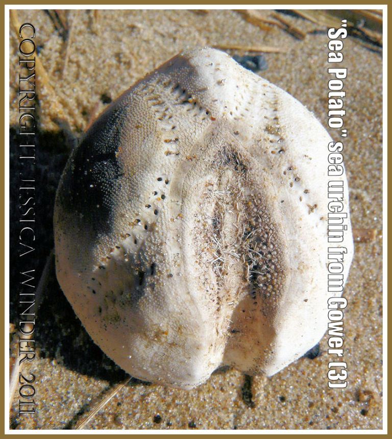 "Sea Potato" sea urchin test without spines: The Heart Urchin known as a Sea Potato, Echinocardium cordatum (Pennant), upper surface of the empty test or shell without spines. Rhossili Bay strandline, Gower, South Wales, U.K. (3) 