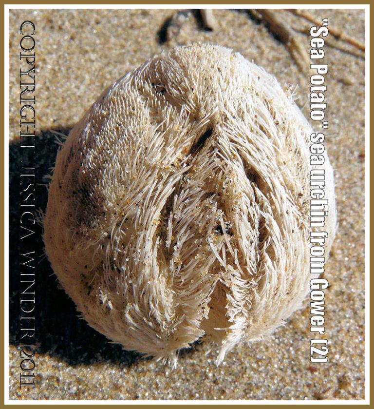 Dead Heart Urchin with spines attached: Heart Urchin known as Sea Potato, Echinocardium cordatum (Pennant), empty test, upper surface, spines still attached, from Rhossili Bay, Gower, South Wales, U.K. (2)