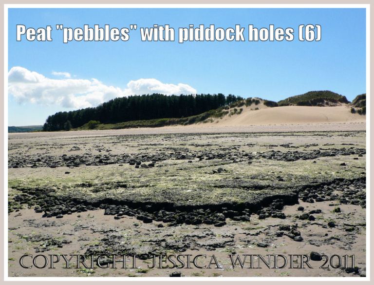 Peat and clay on the beach at Whiteford Sands: View looking up the shore at Whiteford Point, Gower, West Glamorgan, over rapidly eroding relatively recent geological deposits of peat and clay (6)