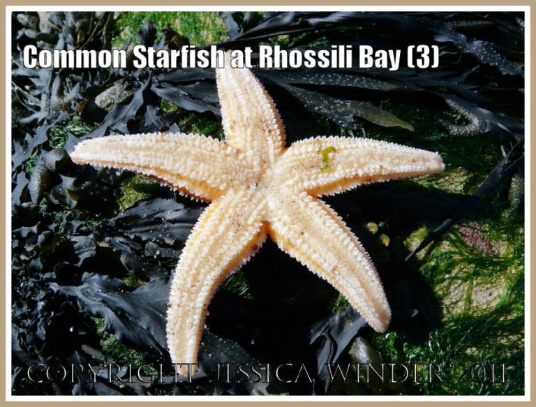 Common starfish, Asterias rubens Linnaeus, from Spaniard Rocks, Rhossili Bay, Gower, showing ventral or under surface (3)