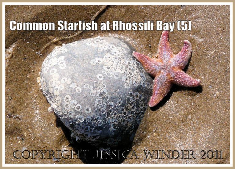 Tiny Common Starfish, Asterias rubens Linnaeus, near the Burry Holms causeway, Rhossili Bay, Gower, South Wales, April 2009 (5)