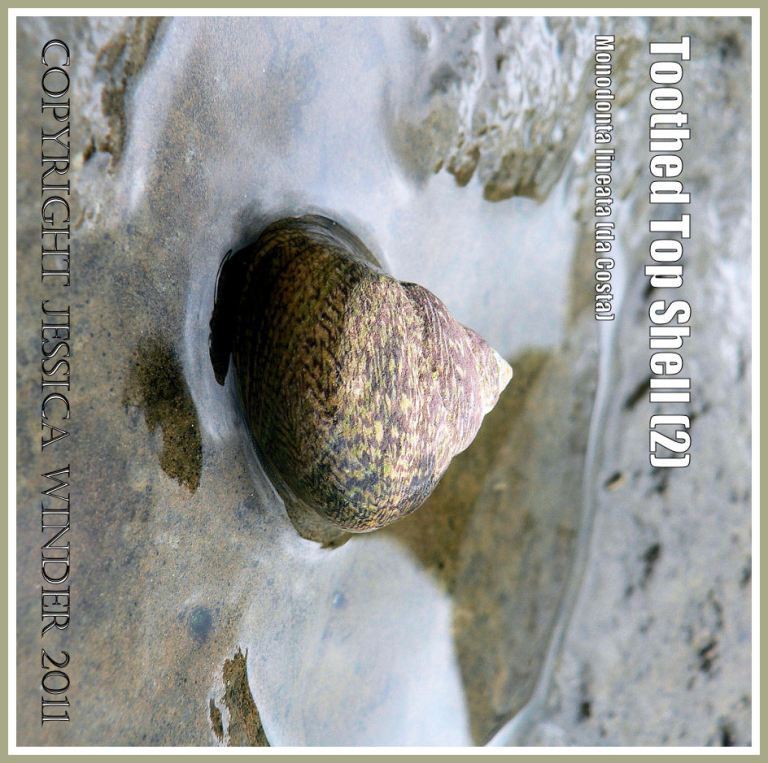 P1080438aBlog2 Toothed Top Shell, Monodonta lineata (da Costa), at Ringstead Bay, Dorset, UK - part of the Jurassic Coast (2) Toothed Top Shell, Monodonta lineata (da Costa), at Ringstead Bay, Dorset, UK - part of the Jurassic Coast (2)