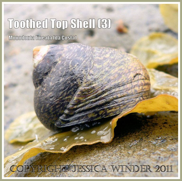 P1080444aBlog3 Toothed Top Shell, Monodonta lineata (da Costa), at Ringstead Bay, Dorset, UK - part of the Jurassic Coast (3) Toothed Top Shell, Monodonta lineata (da Costa), at Ringstead Bay, Dorset, UK - part of the Jurassic Coast (3)