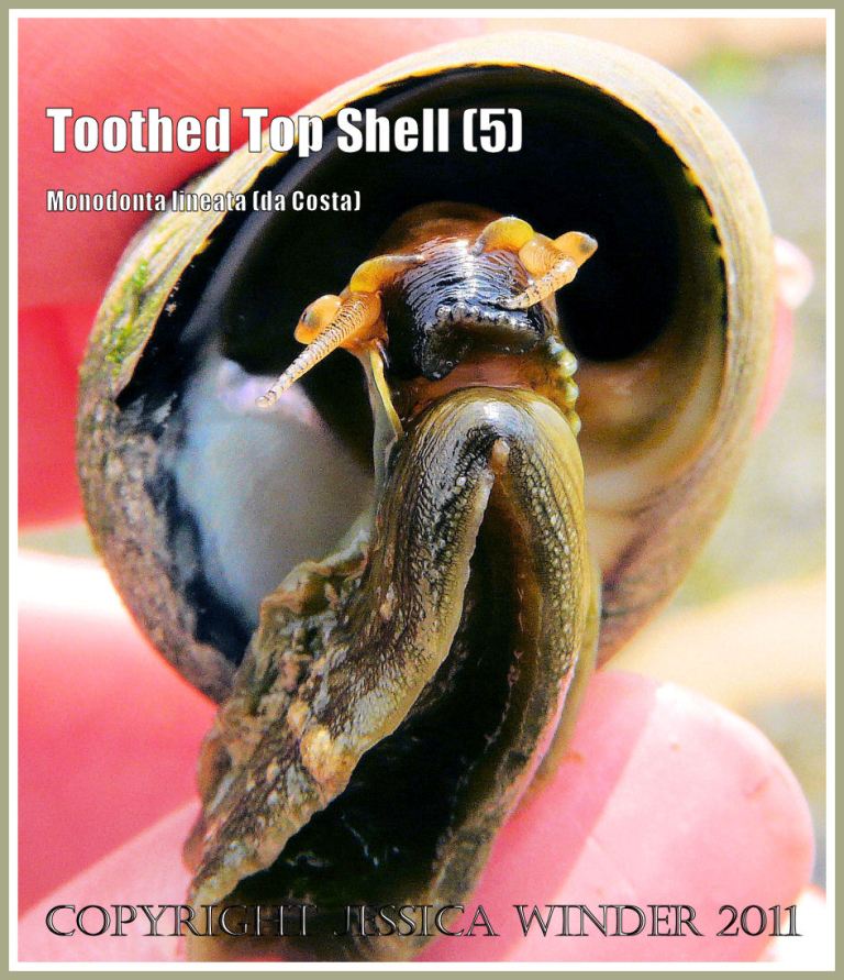 P1090874aBlog5 Toothed Top Shell, Monodonta lineata (da Costa), the living animal, from Ringstead Bay, Dorset, UK - part of the Jurassic Coast (5) Toothed Top Shell, Monodonta lineata (da Costa), the living animal, from Ringstead Bay, Dorset, UK - part of the Jurassic Coast (5)